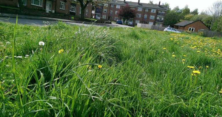 Slash Long Grass - Lush Landshaping